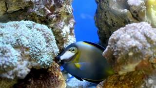 Fish. Подводный мир Макади, Красное море, Египет.Видеофутаж. Underwater World of Makadi, Egipt