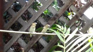 Silver Bill Finch Singing