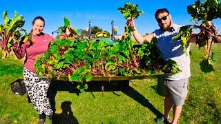 Harvest Day Garden to Pantry & Field to Freezer