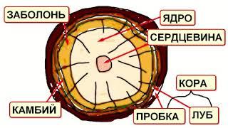 Древесина   конструкционный материал. Часть 1.