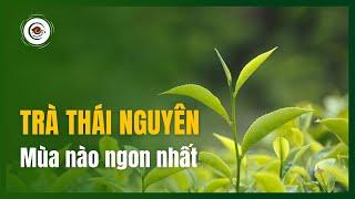 Trà Thái Nguyên Ngon Nhất Khi Nào? Khám Phá Thời Điểm Tuyệt Vời Để Thưởng Thức Trà!