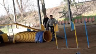 Spotty al debutto in Agility 2