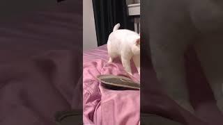 BEAT BOX cat #rec #coversong #top #musiccover #music #beatbox #beats #funnycats #funnyanimals