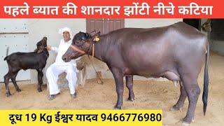 1st Timer Top Buffalo#Rudra choudhary dairy farm #sidak dairy farm #pashupalak manch#Dairy farm #cow