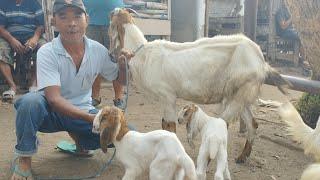 SULIT CARI PAKAN BABON LANGANAN BERANAK 2. DI OBRAL