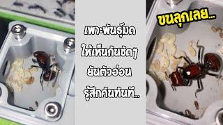 เพาะพันธุ์มดกันแบบนี้เลย เขาทำไปเพื่ออะไร??... #รวมคลิปฮาพากย์ไทย