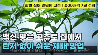 104.고추를 가정에서 한번 심어 일년에 1,000개씩 수확하며 7년간 기르는 간단한 방법입니다