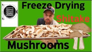 Freeze Dried Shitake Mushrooms (PREVIOUSLY UNRELEASED from 2023) #freezedriedmushrooms