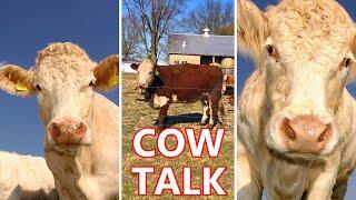 I Tried To Talk To A Cow! But It Was A Cow Of Few Words & Not Easily A-moo-sed!