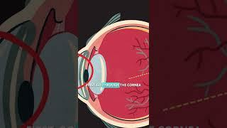 How Your Eyes Work 