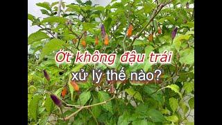 Cây Ớt không nở bông đậu trái, xử lý ra sao? | THÍCH TRỒNG CÂY TV