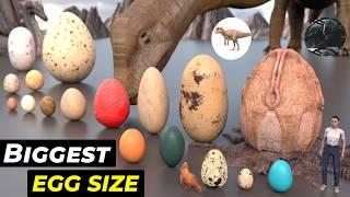 Egg size comparison | size comparison | Biggest Egg 