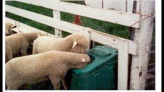 The Jug Waterer - Clean Fresh Water For Your Livestock/Horses