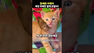 참새와 아깽이 세상 무해한 찰떡 조합ㅎㅎ