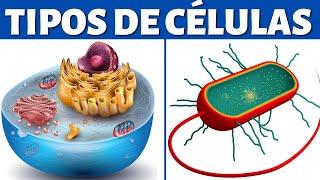 Cell types: eukaryotes and prokaryotes (cellular organelles and differences)