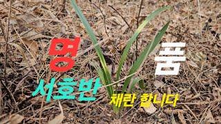 25년 난 캐는 재주가 없어서 서호반A급만 데리고 옵니다. The Best Orchids in the Wild in Korea