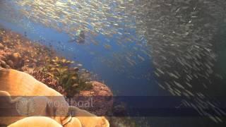Moalboal.mov