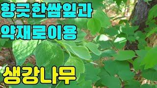 생강나무(황매옥)- 항산화효과가뛰어나고,쌈채소로 식용하고약초로서의 가치가 높은 산나물
