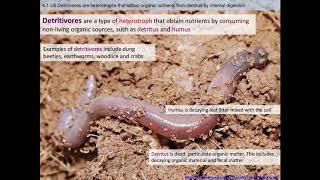 IB Biology: 4.1 Species, Communities, and Ecosystems