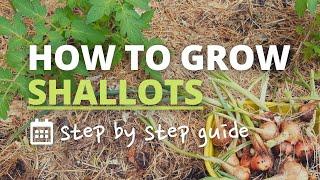 How to Grow Shallots