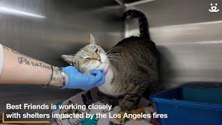 Helping Animals from Los Angeles to Safety During LA Wildfires