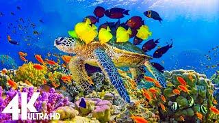 The Colors of the Ocean 4K ULTRA HD - The Best 4K Sea Animals for Relaxation & Calming Music