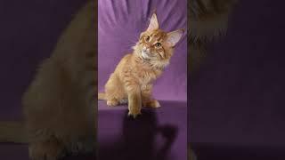 Котенок Мейн Кун Василиса #мейнкун #mainecoonkittens