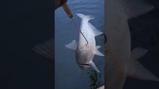 Big-fish #fishing #fish #bigfish #super #class #youtube #youtuber