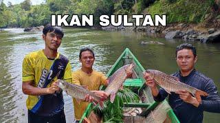 JALA IKAN SULTAN MAHSEER, JARANG BISA DAPAT BEGINI‼️