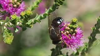 Pollinating Insects in Banksia Woodland Revegetation