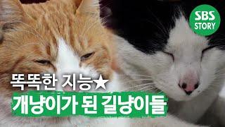 길냥이가 ‘개냥이’가 될 때까지! 길냥이들에게 찾아오는 변화 I TV동물농장 (Animal Farm) | SBS Story