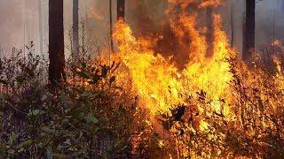 How Forestry Scientists Use Fire to Restore the Long Leaf Pine Forest | Sci NC