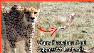 Many Ferocious And Aggressive Leopards