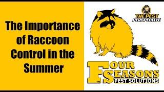 The Importance of Raccoon Control in the Summer