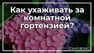 Как ухаживать за комнатной гортензией? | toNature.Info