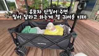 디테와 장군이, 할머니 집에 가다｜16살 노견의 포근한 하루