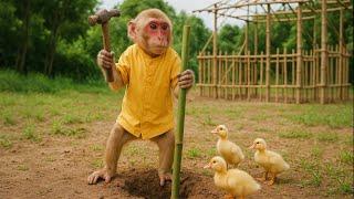 Shocking ️ Monkey Su build bamboo houses for ducklings