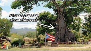 Why is this Ceiba tree in Ponce, Puerto Rico revered?