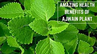 BENEFITS OF AJWAIN LEAVES OR CAROM PLANT | SIMPLY PLANTS|# PLANT BENEFITS|#HEALTH|#IMMUNITY BOOSTER|