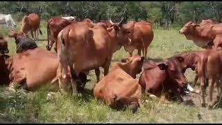 Cattle resting under the Zimbabwe sun