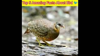 5 Facts About Birds That Will SHOCK You  #shorts #ytshorts #fkfactpro #facts