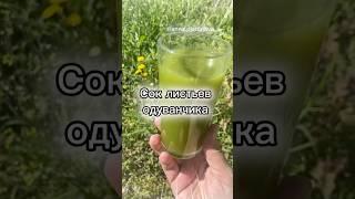 Сок одуванчика, читай описание #рецепты #полезно #травянойсбор