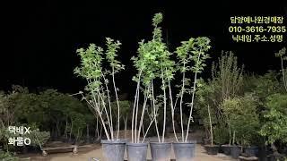 농업법인(주) 담양예나원 25년 5월 28일 수요일 분재 정원수 특수목 실시간경매 라이브방송
