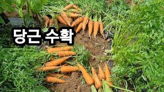 당근 수확하기/ 텃밭채소수확/ 도시텃밭/ 텃밭농사/ 주말농장