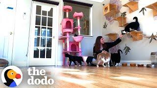 Want To Adopt The Friendliest Cats? | The Dodo