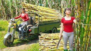 Harvesting Many Sugarcane Goes To Sell To Villagers - Farm Life | Tiểu Vân Daily Life