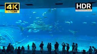 Okinawa - 沖縄 美ら海水族館 - 4K HDR