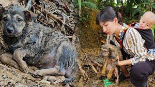 The life of a 17-year-old single mother: Rescuing an abandoned dog - Harvesting dragon fruit