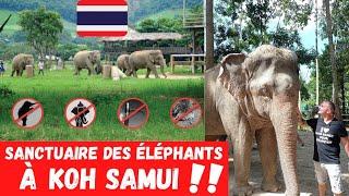 [EXCURSION] Présentation du Sanctuaire des Éléphants de Koh Samui, Pour ou Contre? Voici Mon Avis !