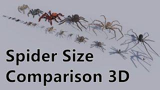 Spider Size Comparison 3D